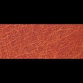 Birkenstock Arizona Big Buckle Burnt Orange Oiled Leather Regular - 1026609 | Blue Heeler Boots